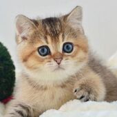 секс знакомства в г Павловск