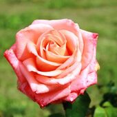 секс знакомства в г Минск