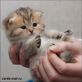 секс знакомства в г Иваново