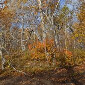 секс знакомства в г Петропавловск-Камчатский