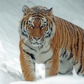 секс знакомства в г Мерке