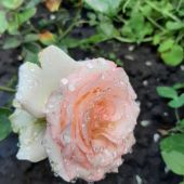 секс знакомства в г Курск