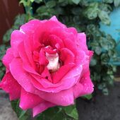 секс знакомства в г Мариуполь